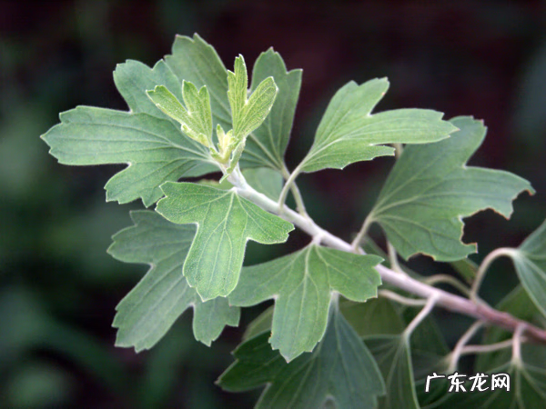 香茶花 香茶藨子