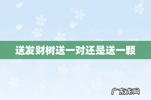 送发财树送一对还是送一颗
