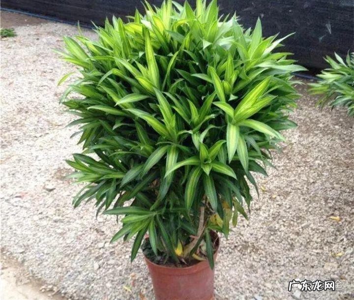 罗汉竹在风水上的寓意 罗汉竹风水的作用