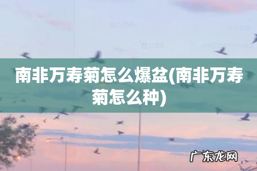 南非万寿菊怎么种 南非万寿菊怎么爆盆