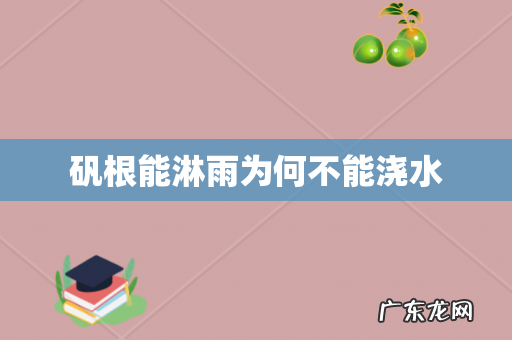 矾根能淋雨为何不能浇水