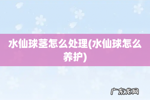 水仙球怎么养护 水仙球茎怎么处理