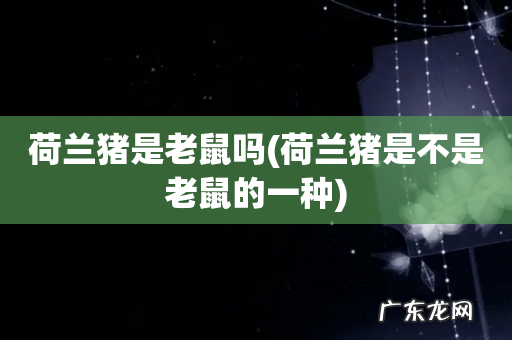 荷兰猪是不是老鼠的一种 荷兰猪是老鼠吗