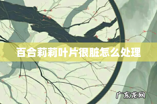 百合莉莉叶片很脏怎么处理