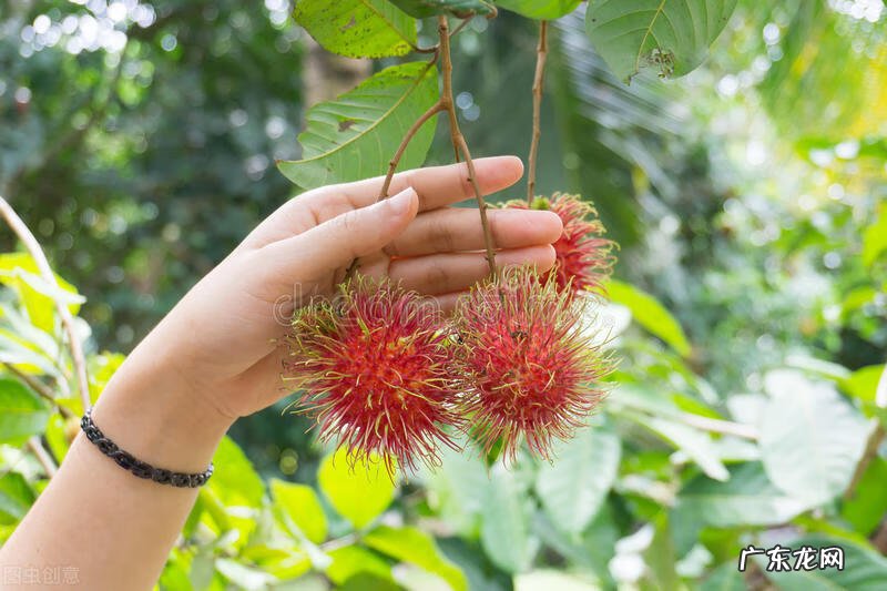蛋黄果 红毛丹
