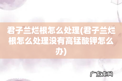 君子兰烂根怎么处理没有高锰酸钾怎么办 君子兰烂根怎么处理