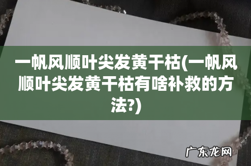 一帆风顺叶尖发黄干枯有啥补救的方法? 一帆风顺叶尖发黄干枯