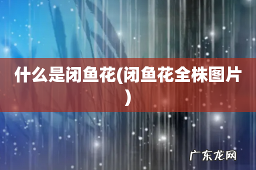 闭鱼花全株图片 什么是闭鱼花