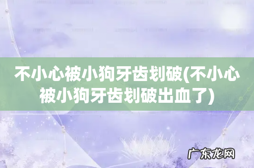 不小心被小狗牙齿划破出血了 不小心被小狗牙齿划破