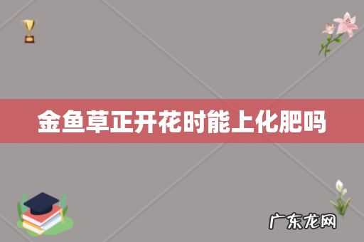 金鱼草正开花时能上化肥吗