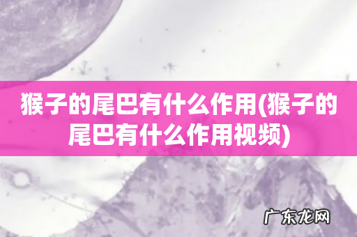 猴子的尾巴有什么作用视频 猴子的尾巴有什么作用