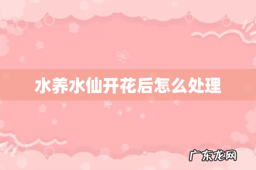 水养水仙开花后怎么处理