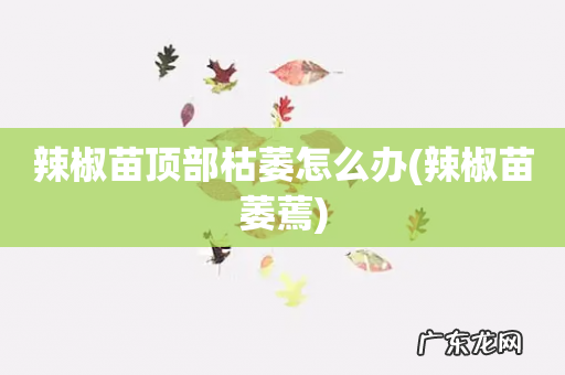 辣椒苗萎蔫 辣椒苗顶部枯萎怎么办