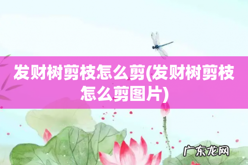 发财树剪枝怎么剪图片 发财树剪枝怎么剪