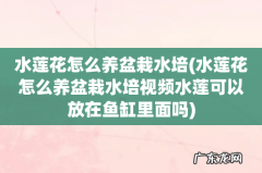 水莲花怎么养盆栽水培视频水莲可以放在鱼缸里面吗 水莲花怎么养盆栽水培