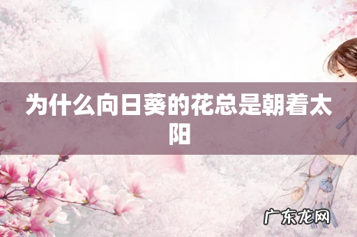 为什么向日葵的花总是朝着太阳