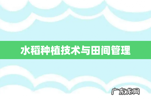水稻种植技术与田间管理