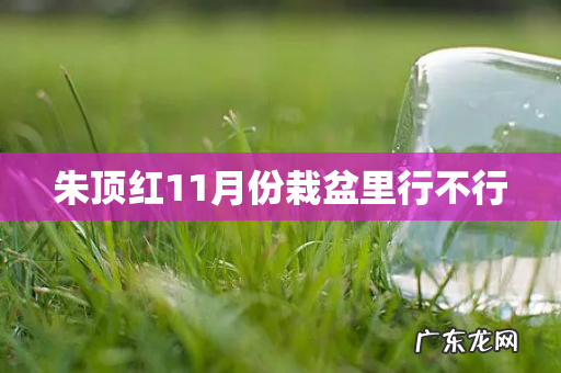 朱顶红11月份栽盆里行不行