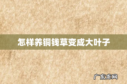 怎样养铜钱草变成大叶子