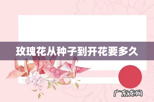 玫瑰花从种子到开花要多久
