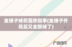 金弹子开花后又全部掉了 金弹子掉花苞咋回事