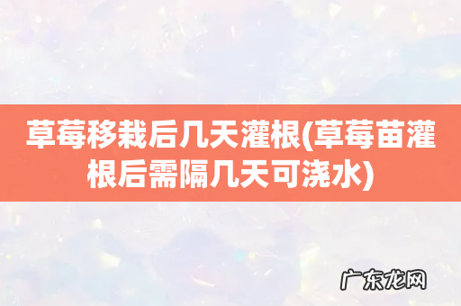 草莓苗灌根后需隔几天可浇水 草莓移栽后几天灌根