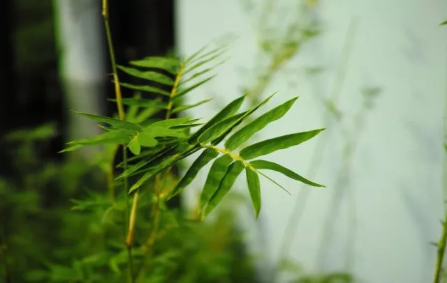 水中石灯 风水石灯作用