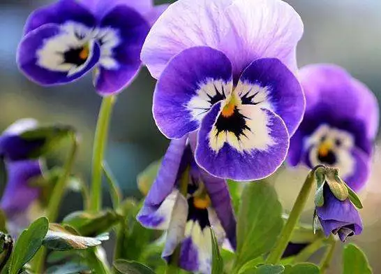 水中石灯 风水石灯作用