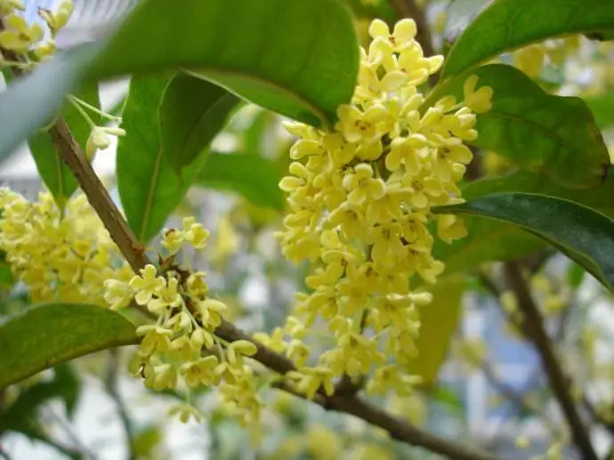 水中石灯 风水石灯作用