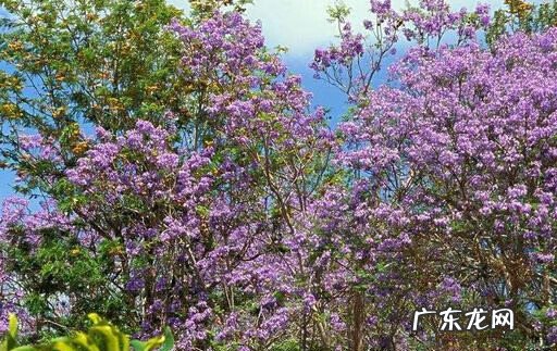 水中石灯 风水石灯作用