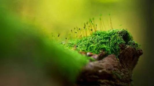 水中石灯 风水石灯作用