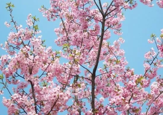 水中石灯 风水石灯作用