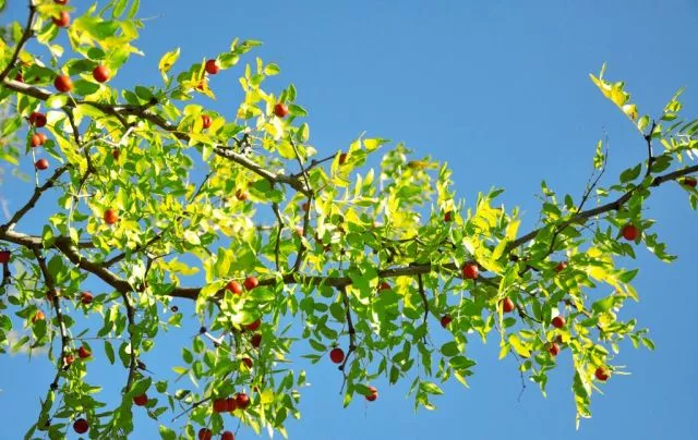 水中石灯 风水石灯作用