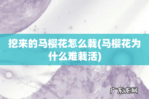 马樱花为什么难栽活 挖来的马樱花怎么栽