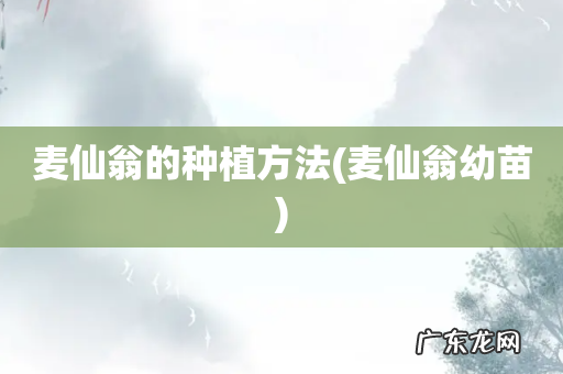 麦仙翁幼苗 麦仙翁的种植方法