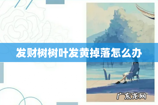 发财树树叶发黄掉落怎么办