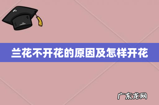 兰花不开花的原因及怎样开花