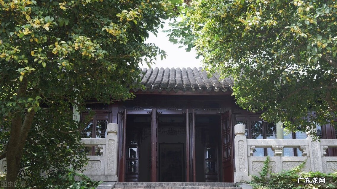 盆栽桂花树的风水作用 桂花树有风水讲究吗