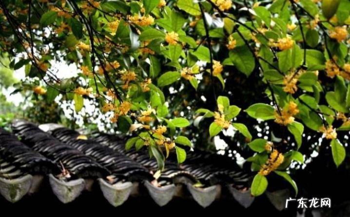 盆栽桂花树的风水作用 桂花树有风水讲究吗
