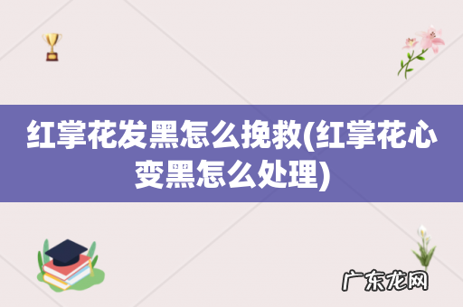 红掌花心变黑怎么处理 红掌花发黑怎么挽救