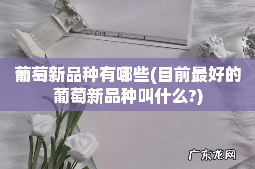 目前最好的葡萄新品种叫什么? 葡萄新品种有哪些