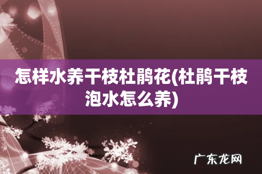 杜鹃干枝泡水怎么养 怎样水养干枝杜鹃花