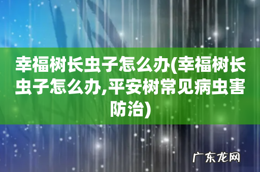 幸福树长虫子怎么办,平安树常见病虫害防治 幸福树长虫子怎么办