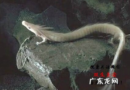 真龙吐珠风水宝地 巨龙洞穴风水故事