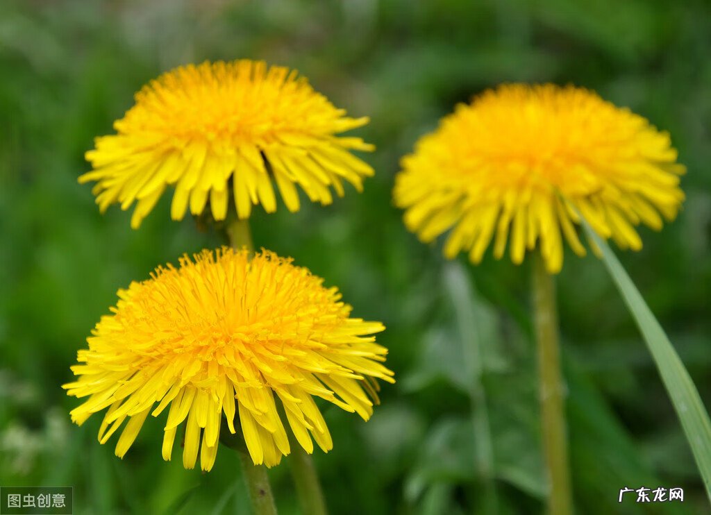 鲜蒲公英的功效与作用及食用方法 蒲公英的功效与作用及食用方法?