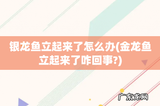 金龙鱼立起来了咋回事? 银龙鱼立起来了怎么办