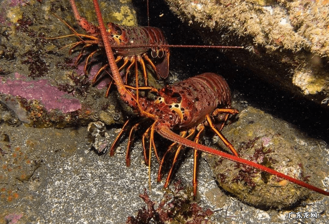 人有永远不死的吗 永远不死的生物是什么