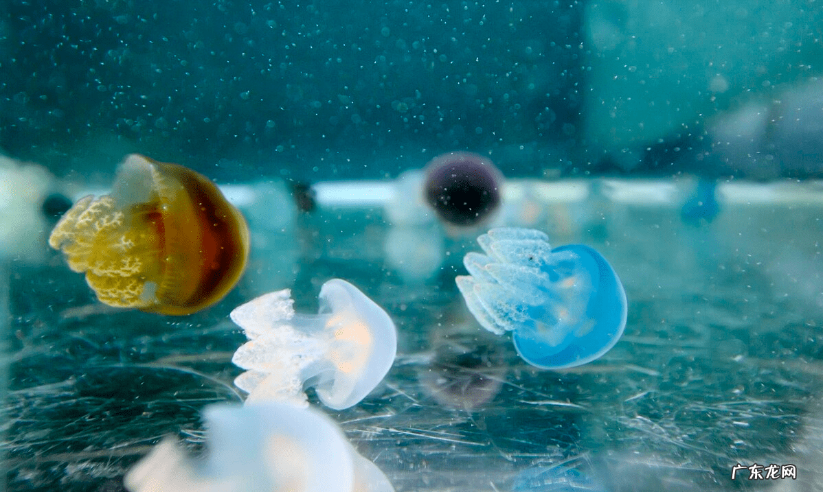 人有永远不死的吗 永远不死的生物是什么