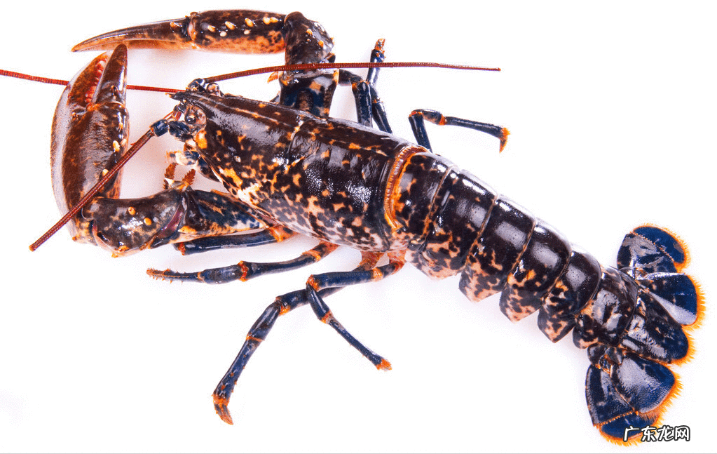 人有永远不死的吗 永远不死的生物是什么