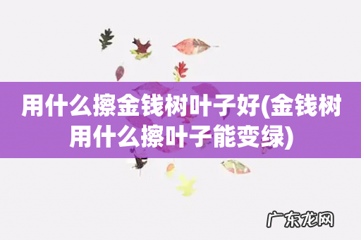 金钱树用什么擦叶子能变绿 用什么擦金钱树叶子好